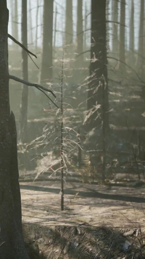 Burned forest scene with tree stumps and dead trees in early morning light Stock Footage 340869079