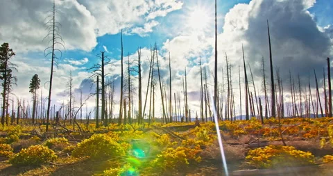 Burned Forest Scorched Tree Trunks After A  Fire 4K Stock Footage 171286490