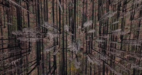 A burned forest showing tall tree trunks and bare branches casting long shadows Stock Footage 296575086