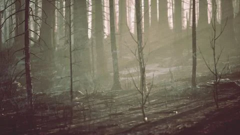 A burned forest with tall trees standing as a reminder of the devastating fir Stock Illustration