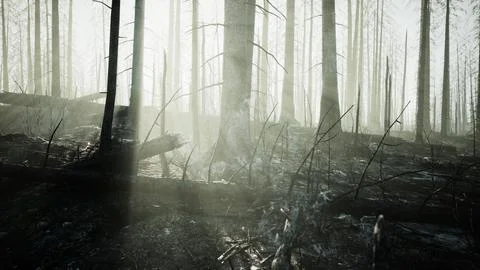 A burned forest with tall trees standing as a reminder of the devastating fir Stock Illustration