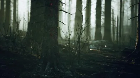 A burned forest with tall trees standing イラスト素材