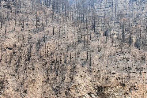 Burned forest with trees after a forest fire Stockfoto's