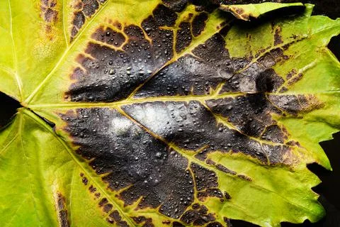 Burned grapes leaf close-up texture photo. Foto stock