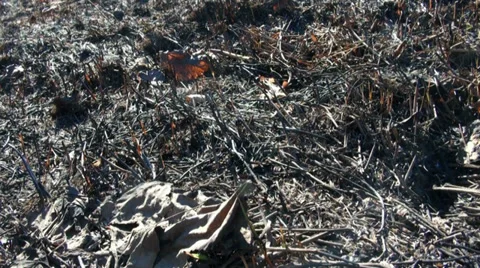 Burned grass, ash coals. Stock-Footage 37886781
