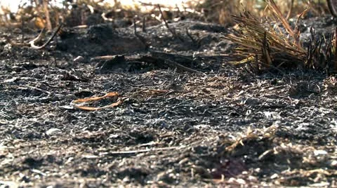 Burned grass Stock Footage 11217939
