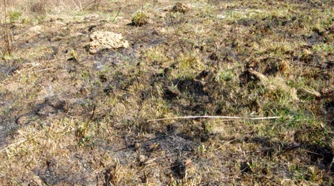 Burned grass in spring Stock Footage 36537230