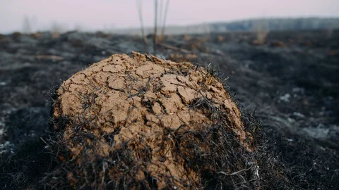 Burned ground after an extinguished forest fire, closeup Vidéo 128801040