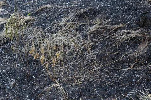 Burned Ground Background Photos