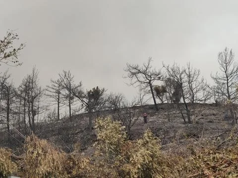Burned grounds and trees Foto stock
