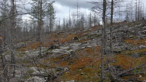 Burned hillside forest with tree stumps, dry trunks, colorful moss and lichen Stock Footage 318196287