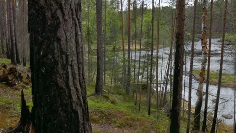 Burned hillside forest with tree stumps, dry trunks, colorful moss and lichen Stock Footage 318196323