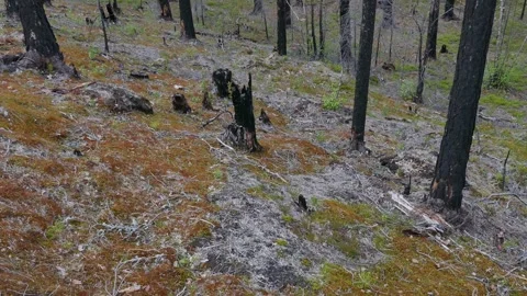 Burned hillside forest with tree stumps, dry trunks, colorful moss and lichen Stock Footage 318196326