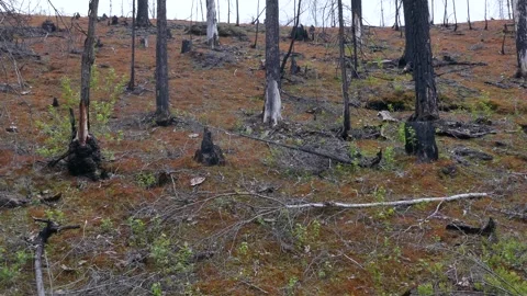 Burned hillside forest with tree stumps, dry trunks, colorful moss and lichen Stock Footage 318196336