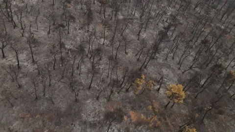 Burned Land and Forest After Wildfire. Birdseye Aerial View, Charred Stock Footage 162010342