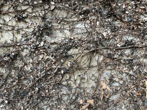 Burned leaves and stems vine in front of concrete wall Stock Photos