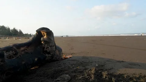 Burned Log on Beach Environmental Concept Stock-Footage 333193400