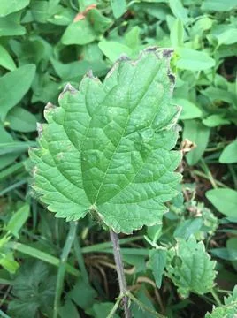 Burned nettle leaf in forest Foto stock