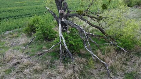 Burned old tree panorama. Stock Footage 194691971