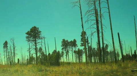 Burned out forest fire aftermath Stock Footage 43354474