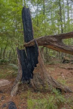 Burned out tree trunk Stock Photos