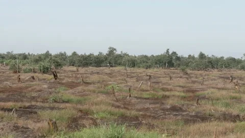 Burned peatlands aftermath, tree stumps on the peat swamp forest Stock Footage 158407585