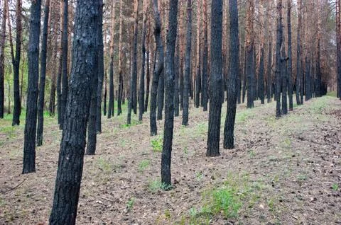 Burned pine forest Stock Photos