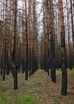 Burned pine forest Stock Photos