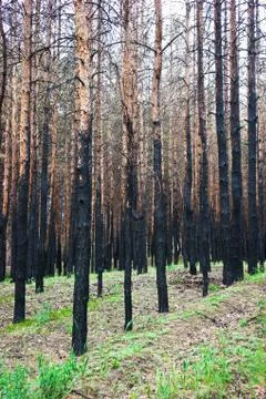 Burned pine forest Stock Photos