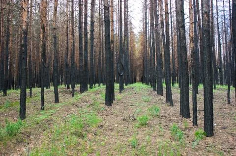 Burned pine forest Stock Photos