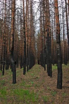 Burned pine forest Stock Photos