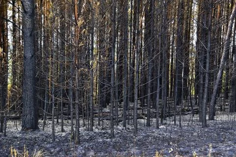 Burned pine forest undergrowth a few days after a ground fire Stock Photos