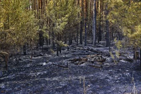 Burned pine forest undergrowth a few days after a ground fire Stock Photos