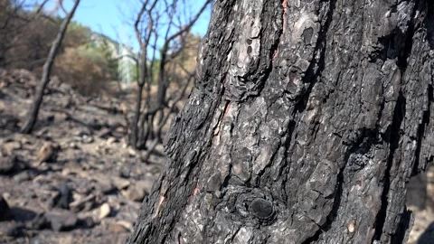 Burned pine tree bark with ash after forest fire - Burnt Timber and Scorch Scar Stock Footage 339792996