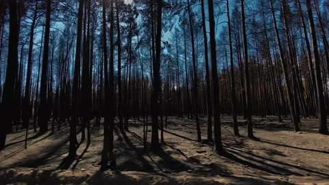 Burned Pine Tree Trunks After A Forest Fire Filmed From A Moving Car Stock Footage 165190982