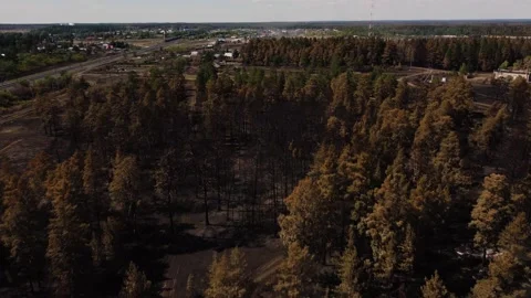 Burned Pine Trees And Scorched Land Near The Village Stock Footage 165191058