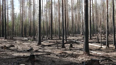 Burned pine trees. Charred trees after a forest fire. Stock Footage 136051673
