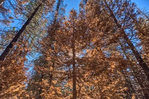 Burned pine trees stand in a devastated forest at Grand Canyon North Rim after 写真素材