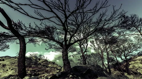 Burned pine trees on top of rocky mountain knoll,barren ground,timelapse Stock Footage 56431765