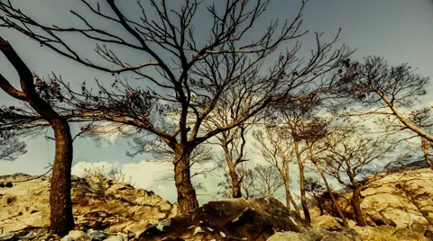 Burned pine trees on top of rocky mountain knoll,barren ground,timelapse,zoom in Stock Footage 56431911
