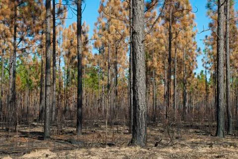 Burned pines Stock-Fotos