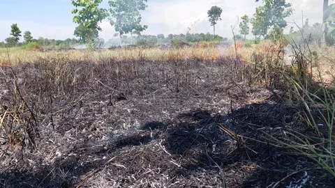 Burned Rice Straw Field After Agricultural Fire in Rural Farmland Video stock 335847984