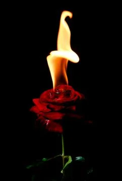 Burned Rose Stock Photos