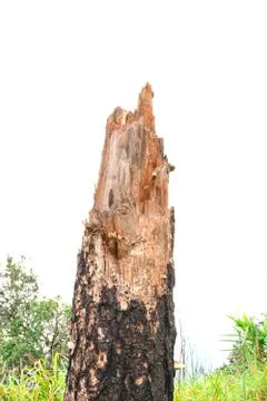 Burned stumps Stock Photos