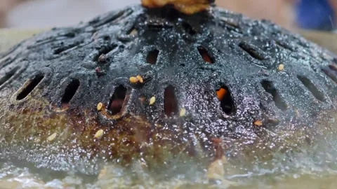 Burned Thai grilled BBQ buffet. Carcinogenic and cancer. Stock Footage 306992476