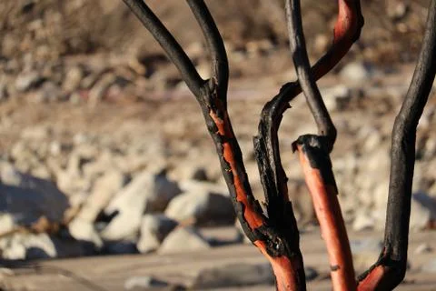 Burned Tree 2 Stock Photos