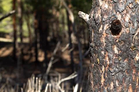 A burned tree with a blurred background Stock Photos