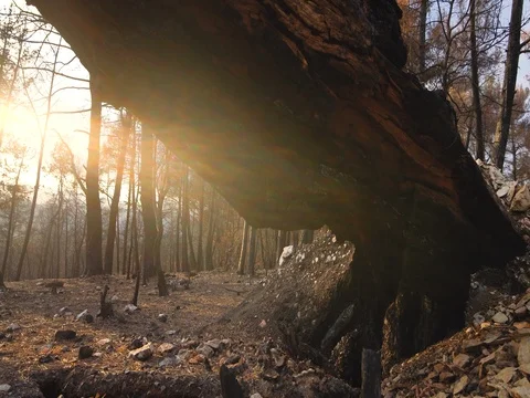 Burned tree 스톡 동영상 81088472