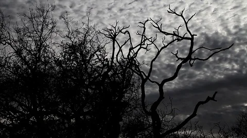 Burned tree in forest Stock Footage 94256685