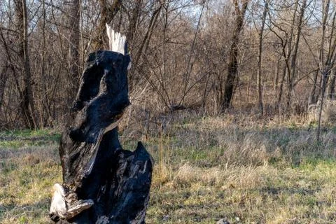 Burned tree in the ground Stock Photos